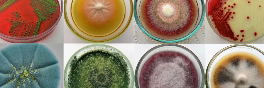 Departamento de Microbiología