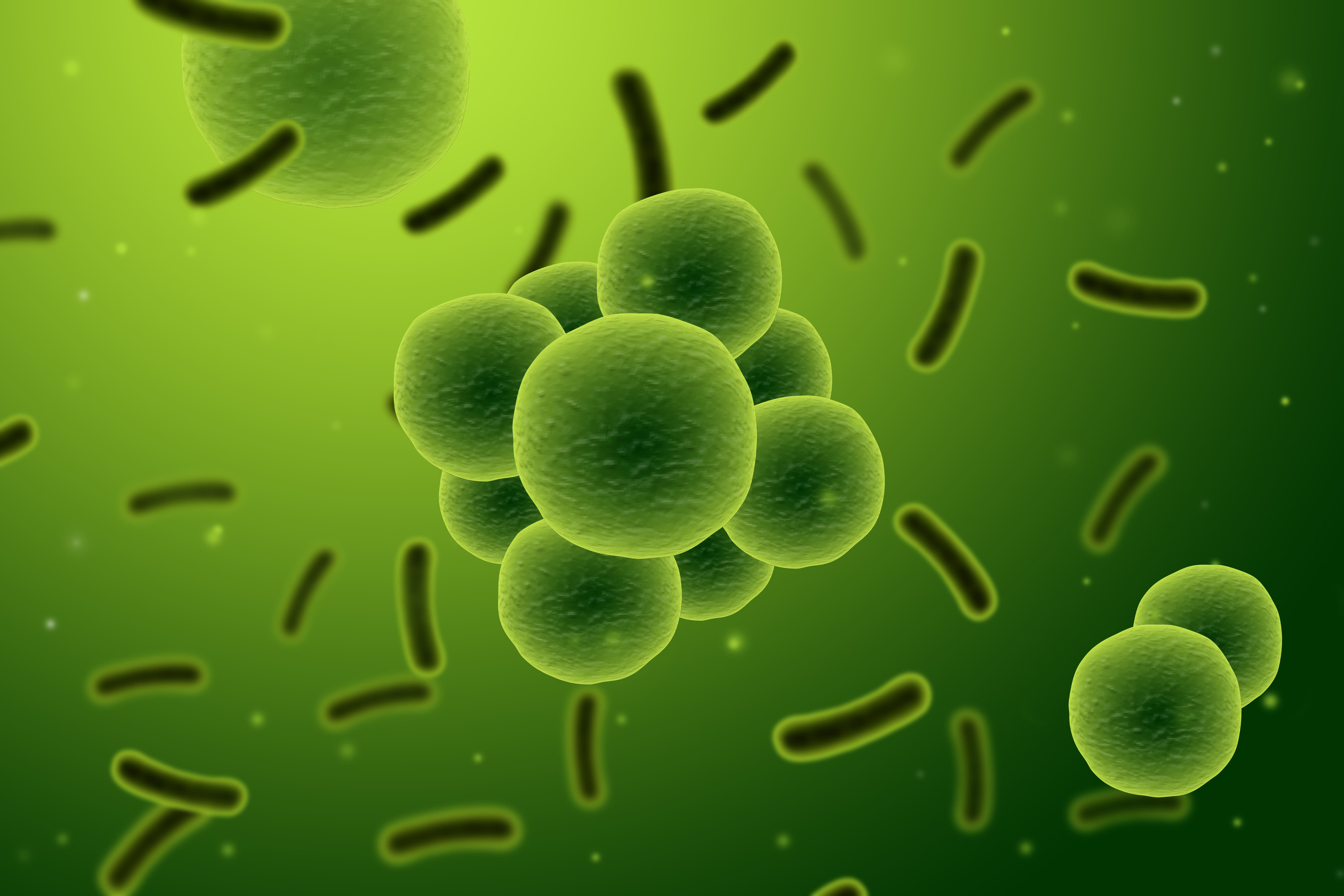 estudiar-bacterologia